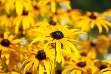 Hohes Mädchenauge (Coreopsis tripteris)