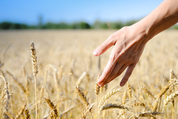 Hand with wheat on sunny day outdoors background, close up