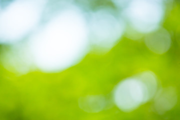 Fototapeta premium Abstract blur green leaf background