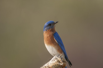 EASTERN BLUEBIRD PERCHED ON TOP OF LIMB