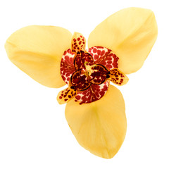 Tigridia flower