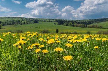 Sow thistles on the Carpathian meadow in the spring