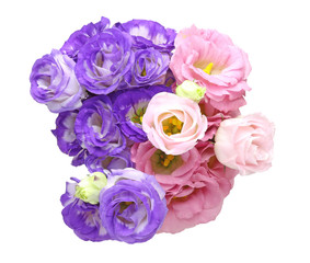 トルコキキョウ