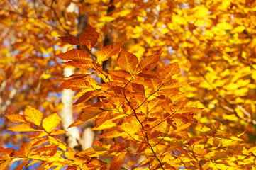 Autumn yellow leaves background