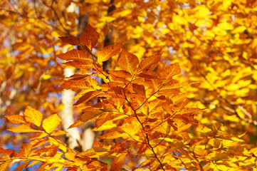 Fototapeta na wymiar Autumn yellow leaves background