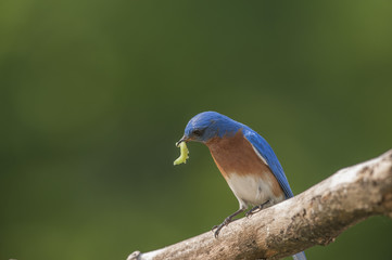 EASTERN BLUEBIRD SITTING ON TOP OF BIRDHOUSE WITH FOOD IN MOUTH