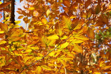 Autumn yellow leaves background