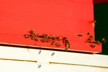 Domesticated honeybees in flight, returning to their apiary
