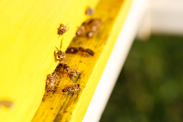 Naklejka premium Domesticated honeybees in flight, returning to their apiary