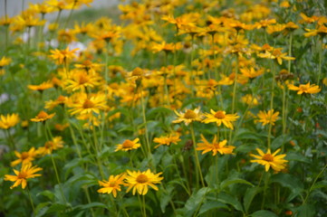 Fototapeta premium Кусочек лета