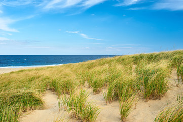Landscape with sand dunes at Cape Cod