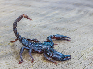 Emperor Scorpion ( Pandinus imperator)