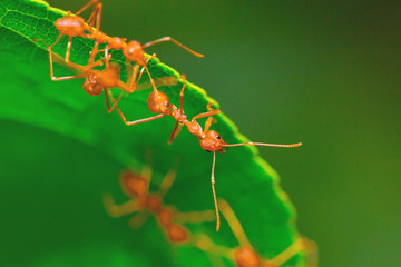 Red ants