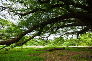 Gigantischer Baum; Thailand