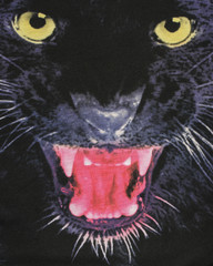 Close up on the head of a black panther on fabric. Big panther eyes and mouth as background.