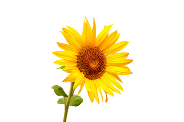 Fototapeta premium Sunflower isolated on white background