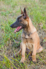 Belgian malinois dog puppy