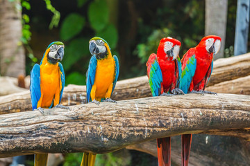 Colourful macaw parrots bird.