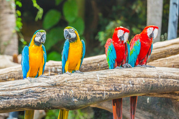 Macaw parrots.