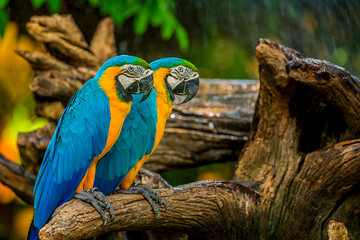 Colourful macaw parrots bird.
