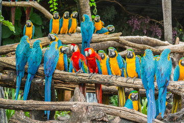 Colourful macaw parrots bird.