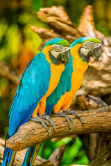 Colourful macaw parrots bird.