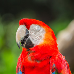 Colourful macaw parrots bird.