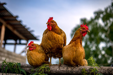 Three chickens on a fence in the village