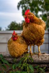 Two chickens on a fence in the village