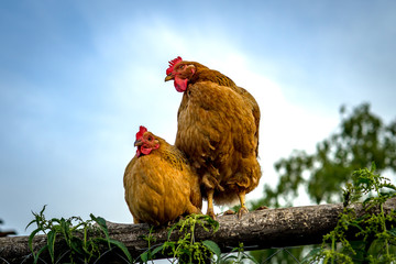 Two chickens on a fence in the village