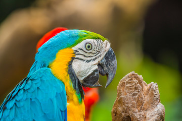 Colourful macaw parrots bird.