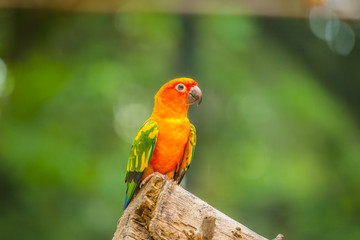 Colourful parrot bird.