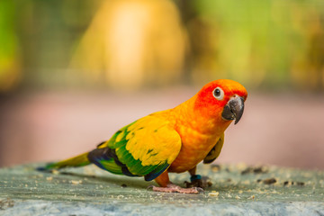 Colourful parrot bird.