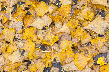 autumn birch leaf on the water