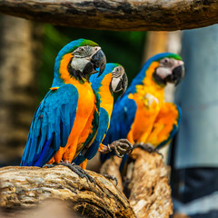 Macaw parrots