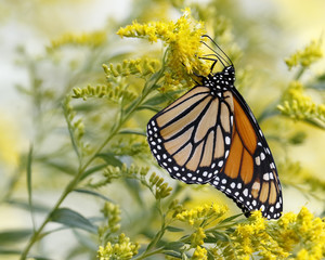 A Monarch Butterfly (Danais plexippus) fuels up on nectar from a Canada Goldenrod in September to prepare for its southward migration to Mexico - Grand Bend, Ontario, Canada
