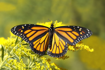 A Monarch Butterfly (Danais plexippus) fuels up on nectar from a Canada Goldenrod in September to prepare for its southward migration to Mexico - Grand Bend, Ontario, Canada
