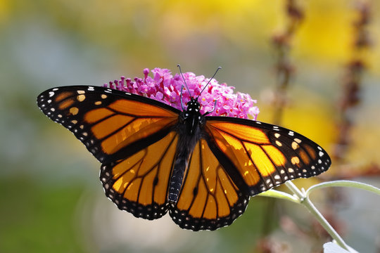 A Monarch Butterfly (Danais plexippus) obtaining nectar from a butterfly bush - Grand Bend, Ontario, Canada 