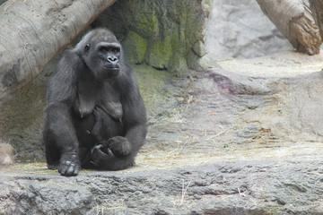 Fototapeta na wymiar Gorilla with baby 2