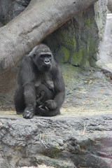 Gorilla with baby