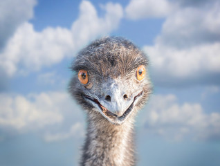 head of an emu