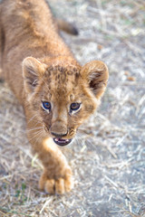 curious young lion