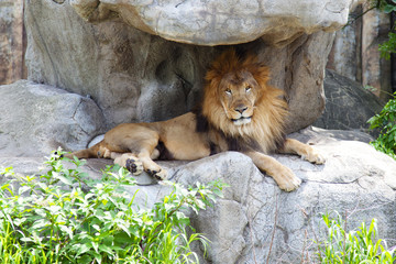 Fototapeta na wymiar Lion laying under a rock