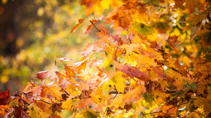 autumn leaves fall trees nature background