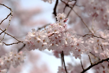 Sakura flower or cherry blossoms.