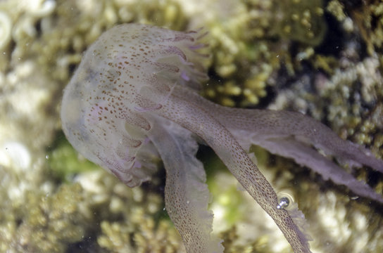 jellyfish, pelagia noctiluca, transparent underwater creature in the Mediterranean.