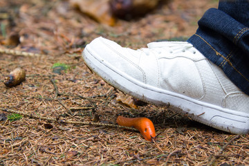 Was wir im Wald finden