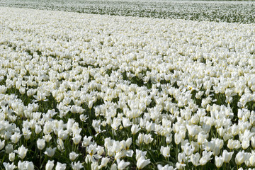 Tulip Culture,  Netherlands