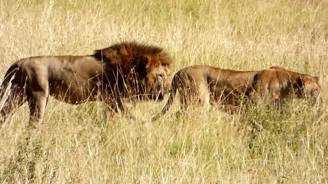 a couple of lions walking in the savannah of the masia mara reserve