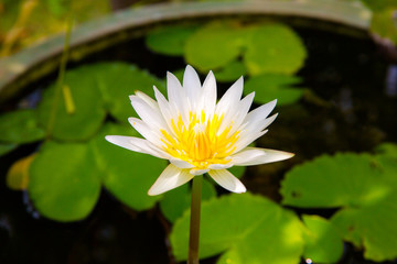 White lotus flower